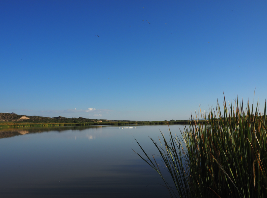 working wetland